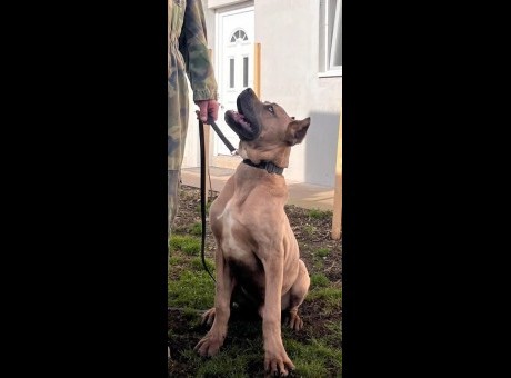 2  cane corso v0125.jpg